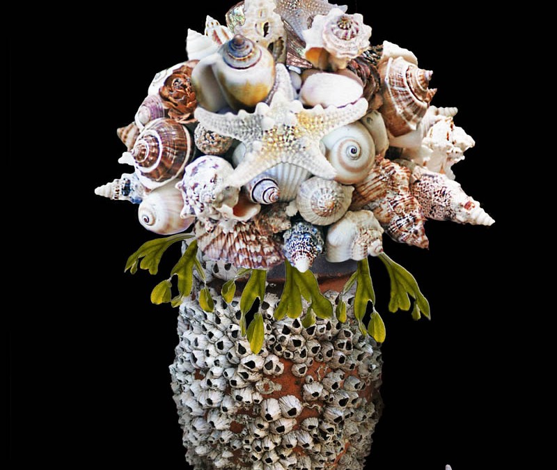 Barnacles and Shells