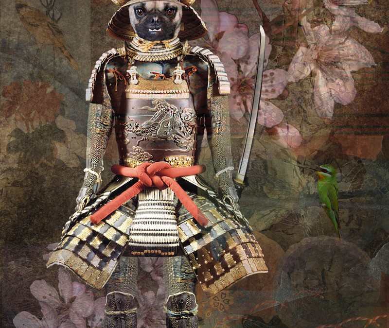 Pug the Samurai